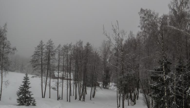 Free stock image of A beautiful winter in woods created by Janis Urtans