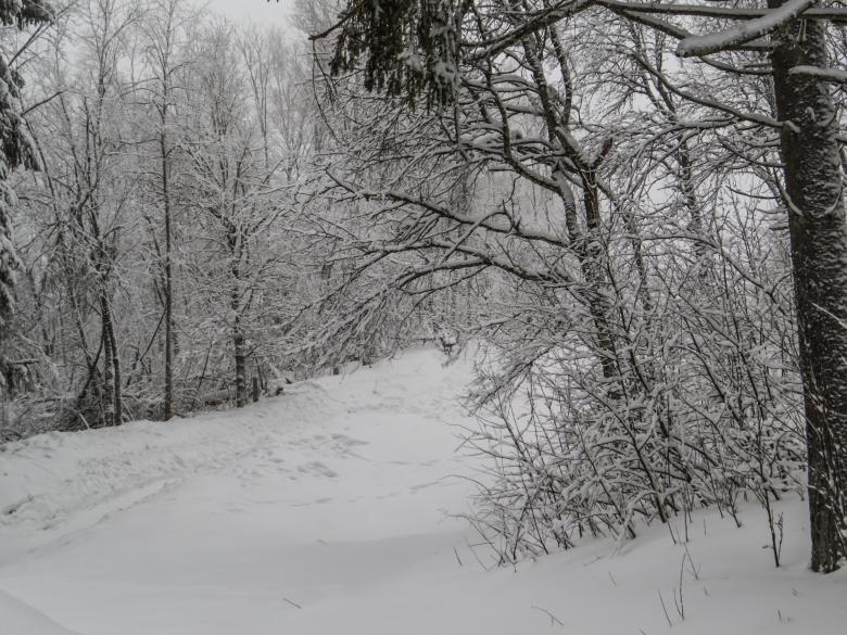 Free stock image of A beautiful winter in woods created by Janis Urtans