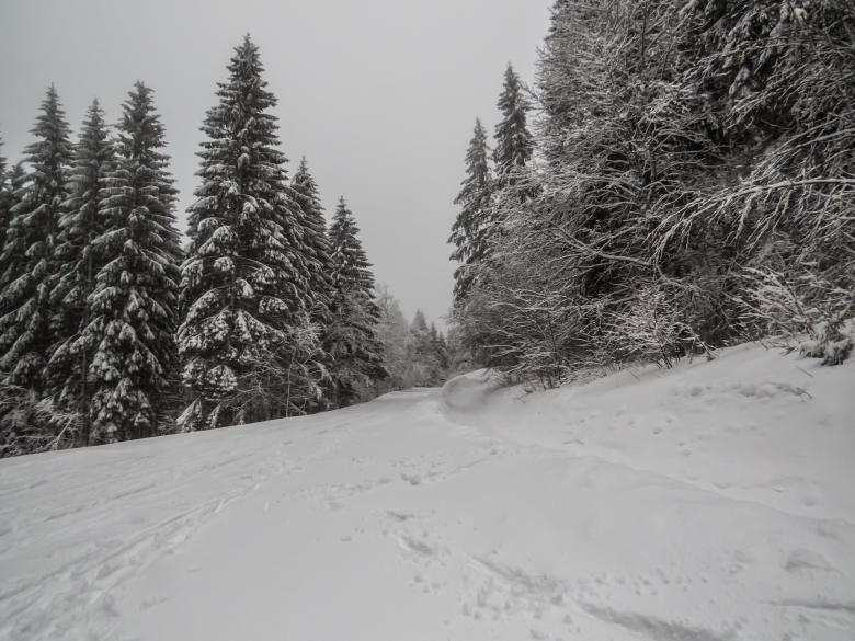 Free stock image of A beautiful winter in woods created by Janis Urtans