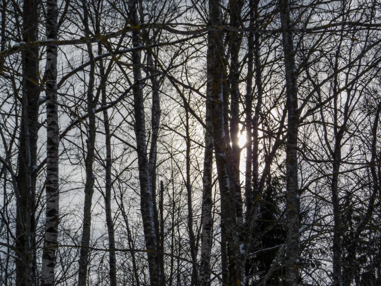 Free stock image of Snowy forst created by Janis Urtans
