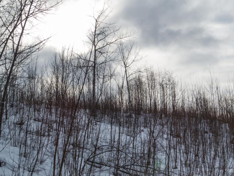 Free stock image of Winter landscape created by Janis Urtans