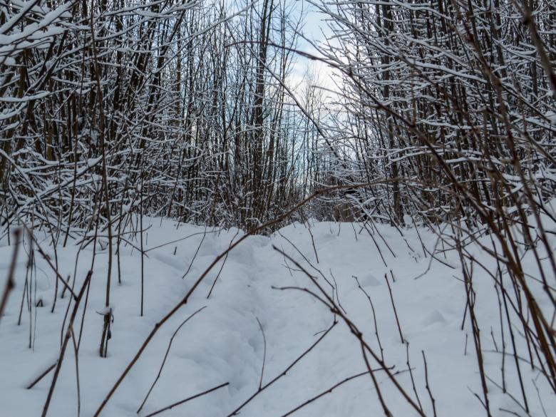 Free stock image of Just some branches cover with snow created by Janis Urtans