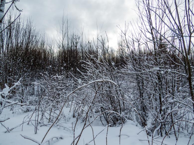 Free stock image of Winter trees landscape created by Janis Urtans