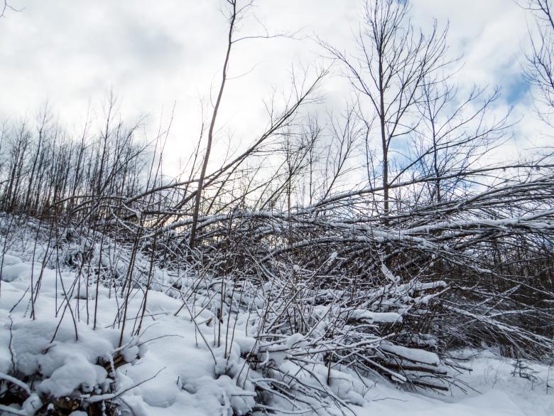 Free stock image of Winter snow landscape created by Janis Urtans