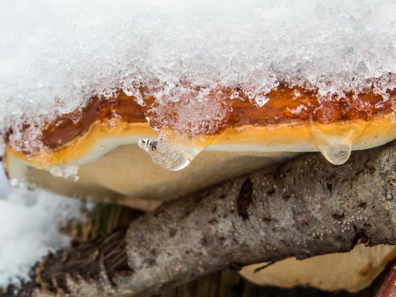 Free stock image of Heterobasidion annosum in snow created by Janis Urtans