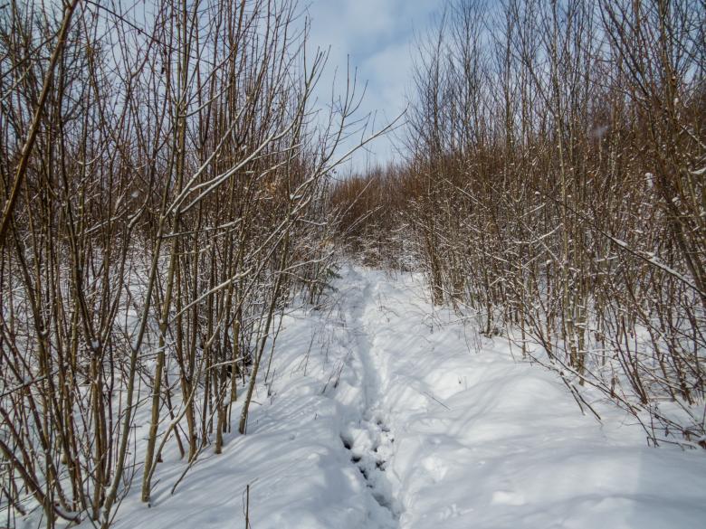 Free stock image of Path in snow created by Janis Urtans