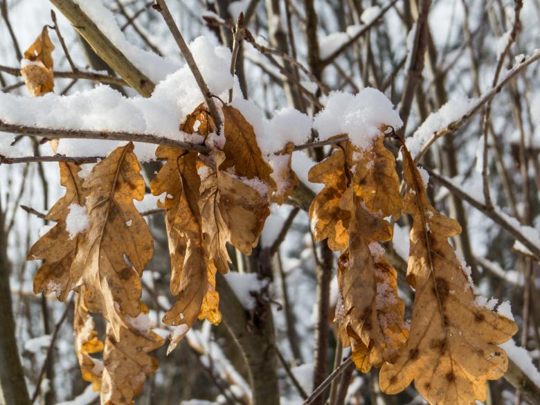 Free stock image of Last year oak leaves created by Janis Urtans