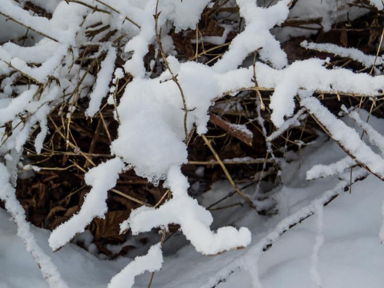 Free stock image of Snow bushes  created by Janis Urtans