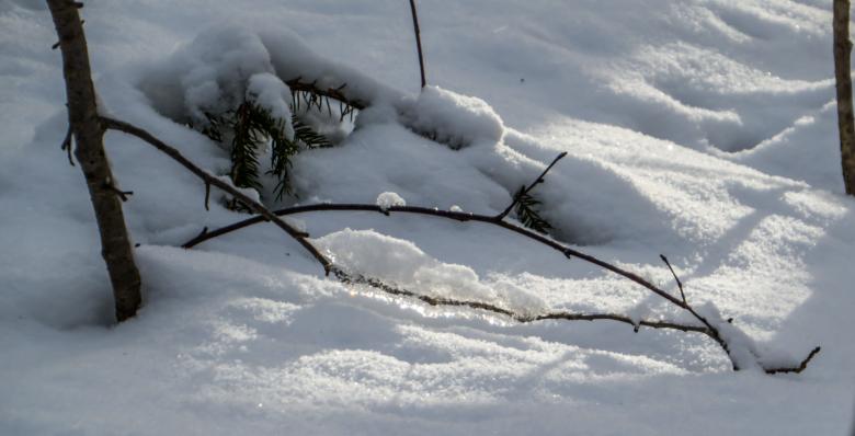 Free stock image of A branch in sun light created by Janis Urtans
