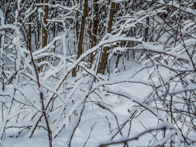 Free stock image of Snow branches created by Janis Urtans