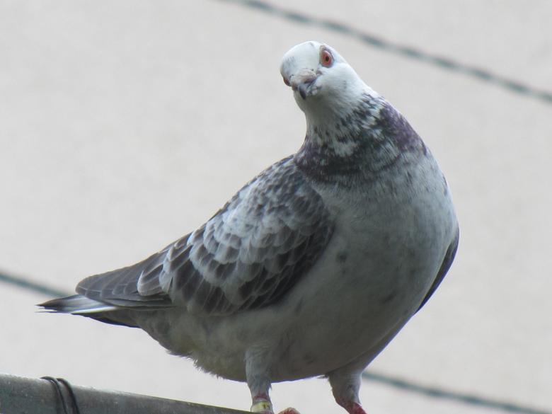 Free stock image of Curious dove created by Boris Kyurkchiev