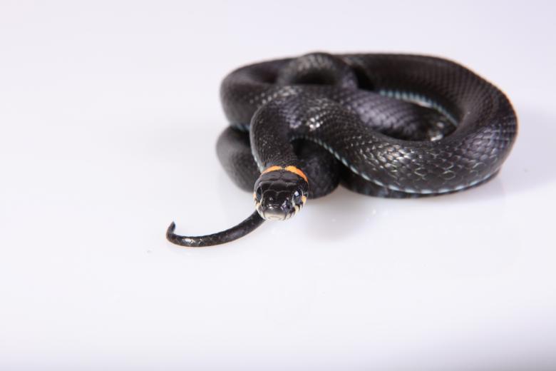 Free stock image of Snake created by 2happy
