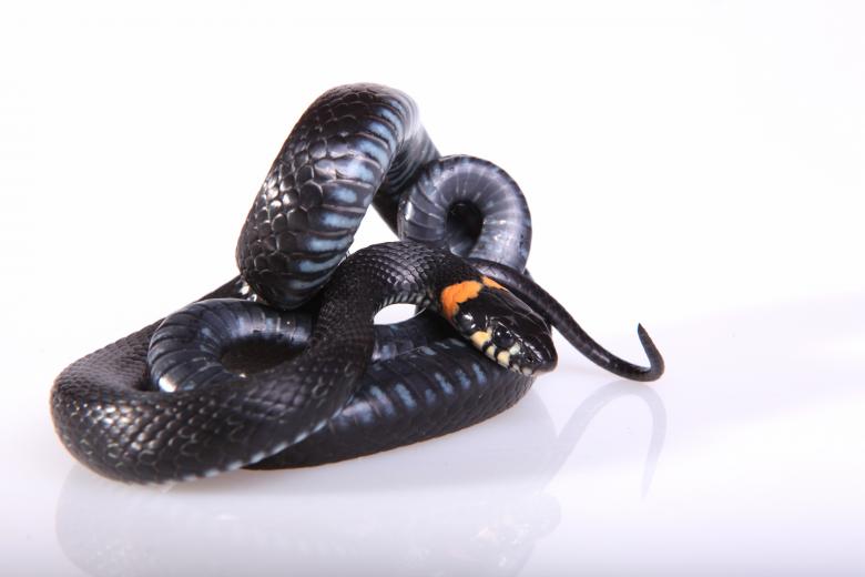 Free stock image of Snake created by 2happy