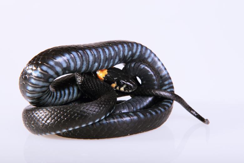 Free stock image of Snake created by 2happy