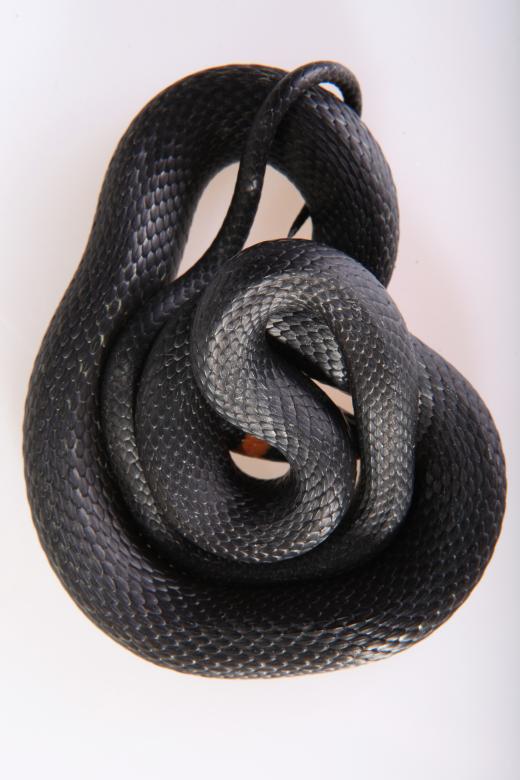 Free stock image of Snake created by 2happy