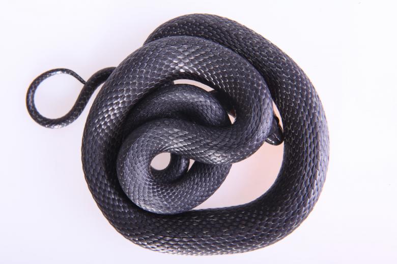 Free stock image of Snake created by 2happy