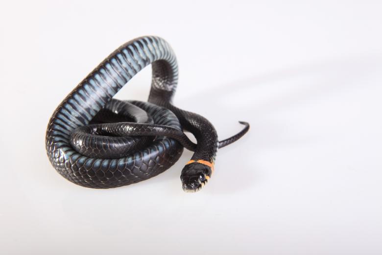 Free stock image of Snake created by 2happy