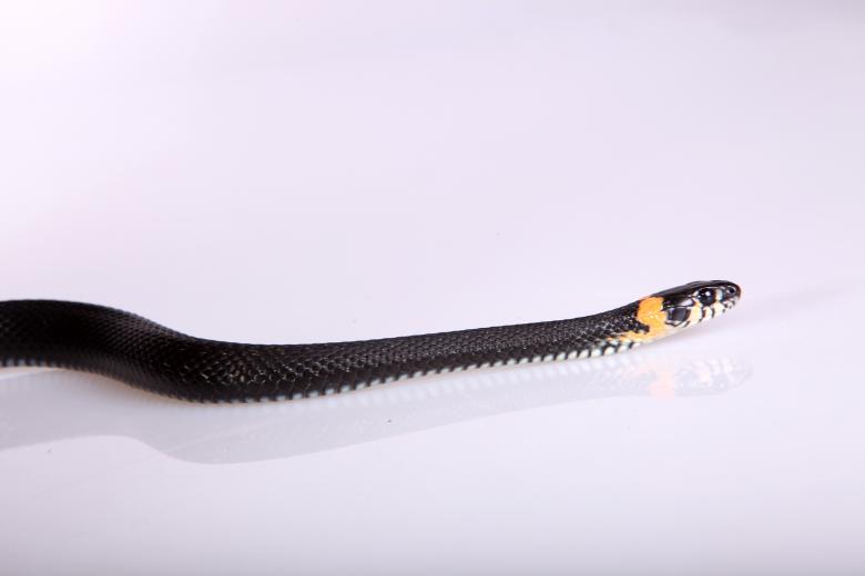 Free stock image of Snake created by 2happy