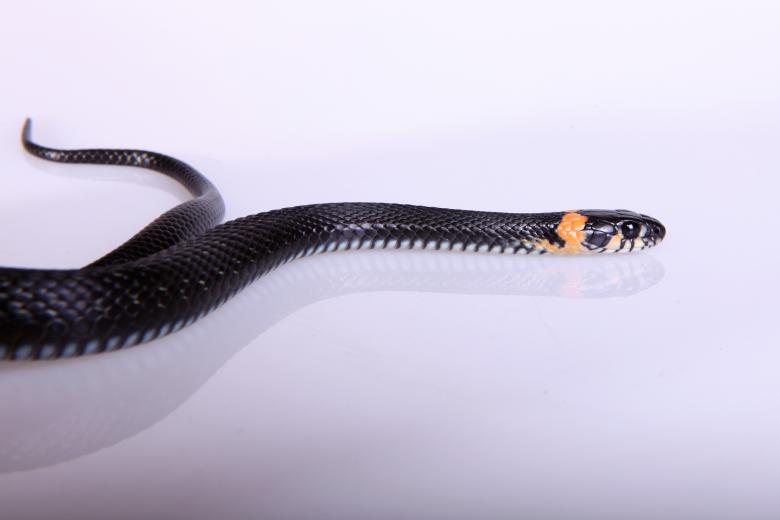 Free stock image of Snake created by 2happy