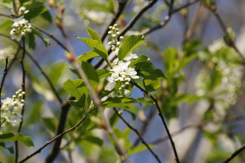 Free stock image of Flowers created by 2happy