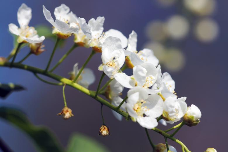 Free stock image of White flowers created by 2happy