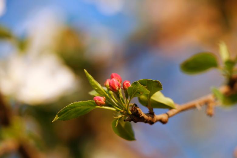Free stock image of Flowers created by 2happy