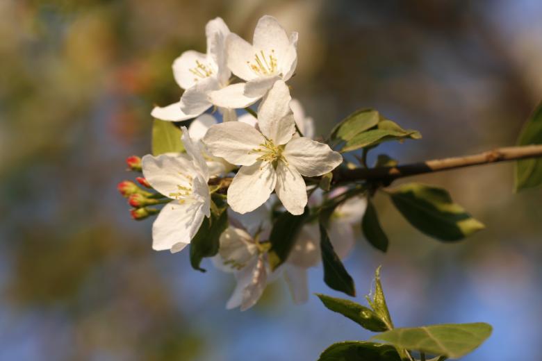 Free stock image of White Flowers created by 2happy