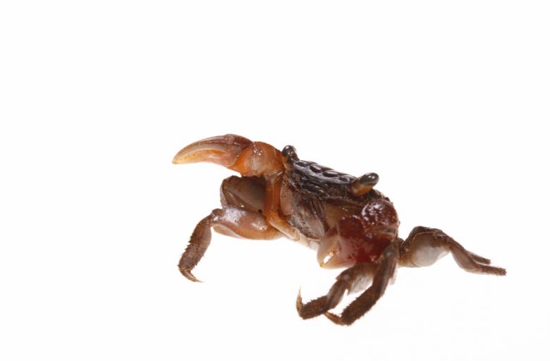Free stock image of Crab created by 2happy