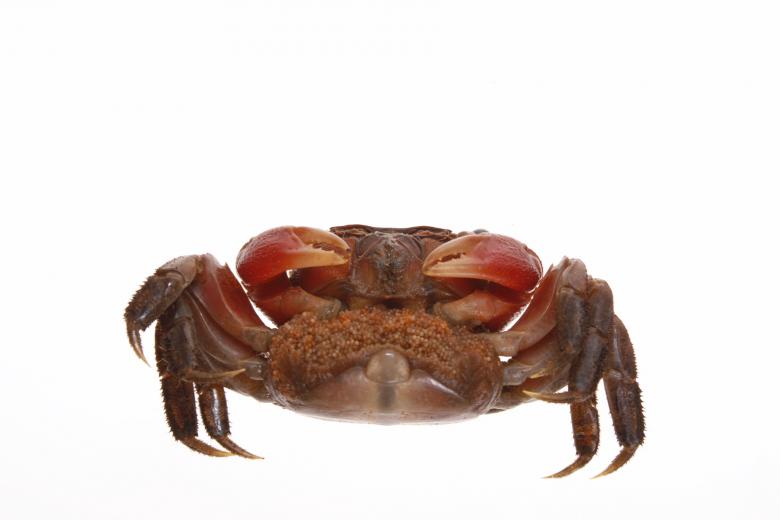 Free stock image of Crab created by 2happy