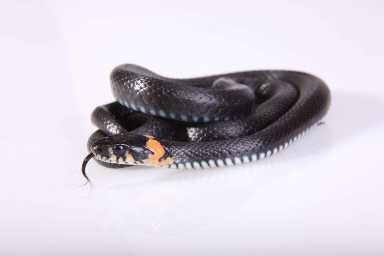 Free stock image of Snake created by 2happy