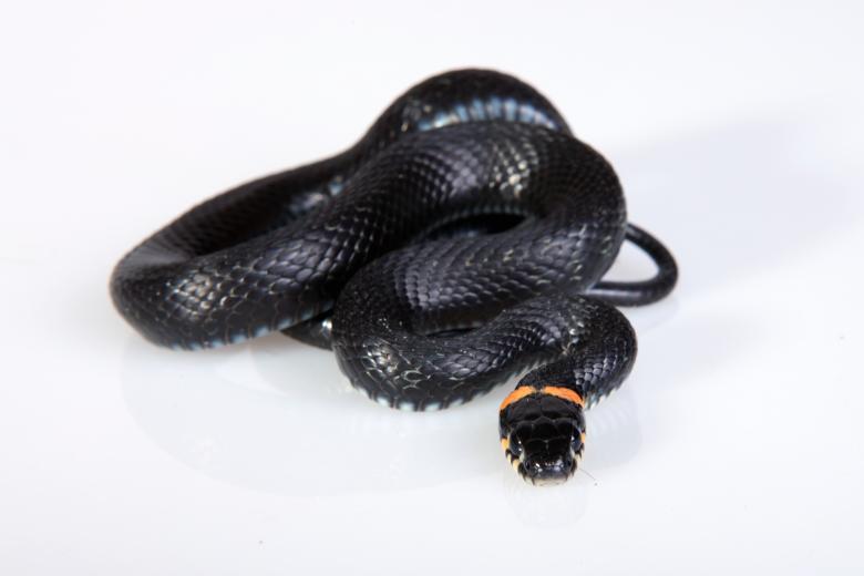 Free stock image of Snake created by 2happy