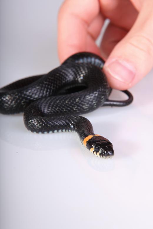 Free stock image of Snake created by 2happy