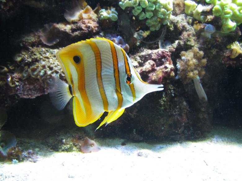 Free stock image of Tropical fish created by Boris Kyurkchiev