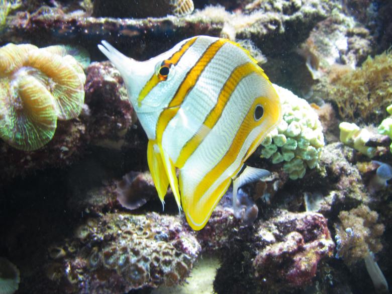 Free stock image of Tropical fish created by Boris Kyurkchiev