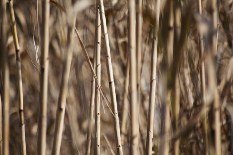 Free stock image of Bamboo created by Shayne Rotte