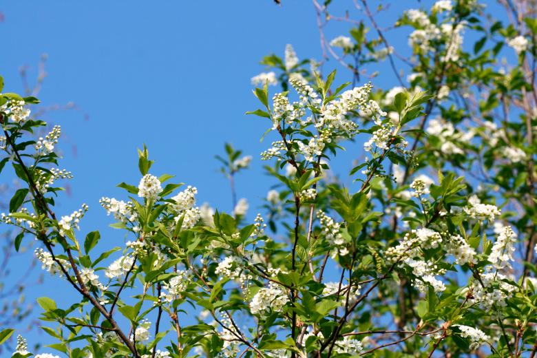 Free stock image of flowers created by 2happy