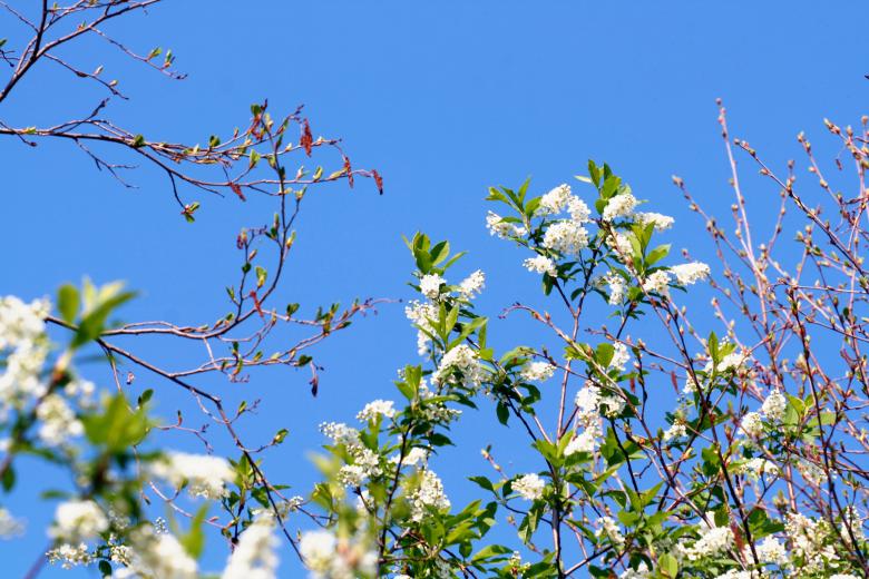 Free stock image of flowers created by 2happy