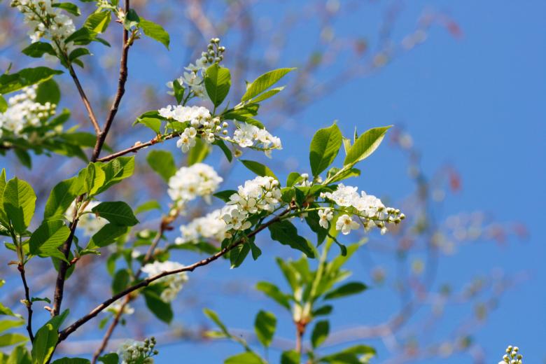 Free stock image of flowers created by 2happy