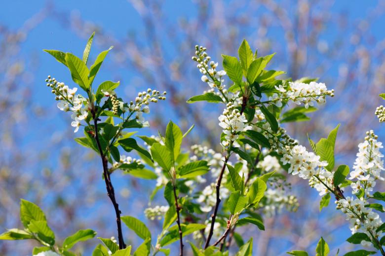 Free stock image of flowers created by 2happy