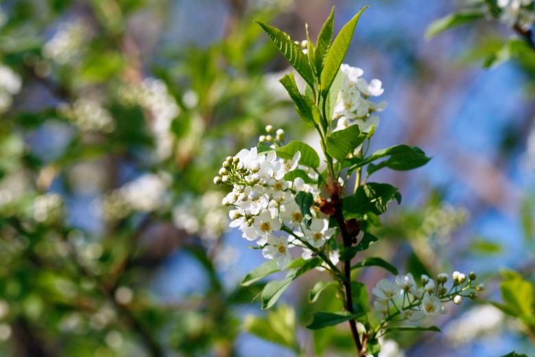 Free stock image of flowers created by 2happy