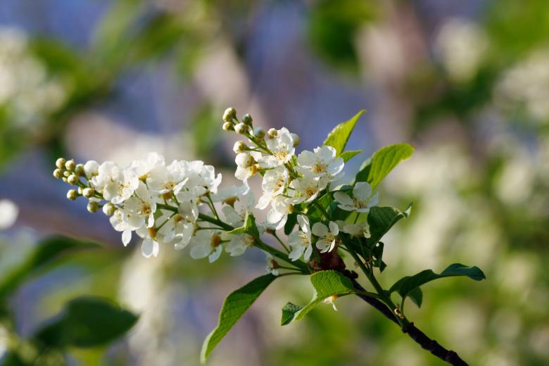 Free stock image of flowers created by 2happy