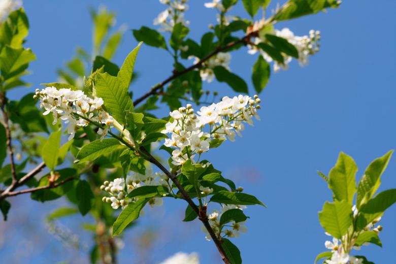 Free stock image of flowers created by 2happy