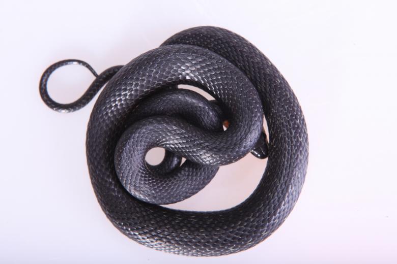 Free stock image of snake created by 2happy