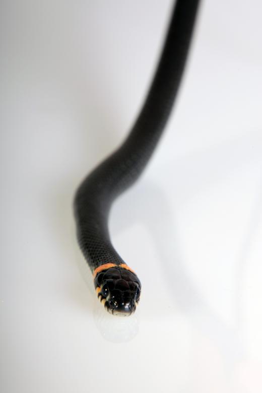 Free stock image of snake created by 2happy