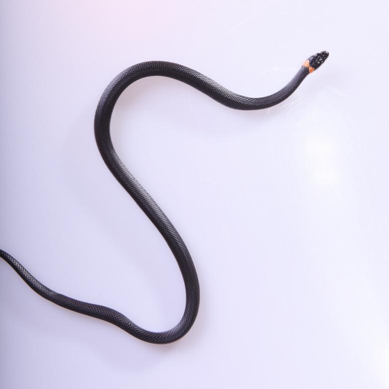 Free stock image of snake created by 2happy
