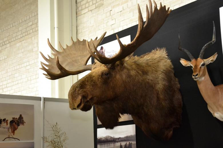 Free stock image of Moose trophy head created by Tomas Adomaitis