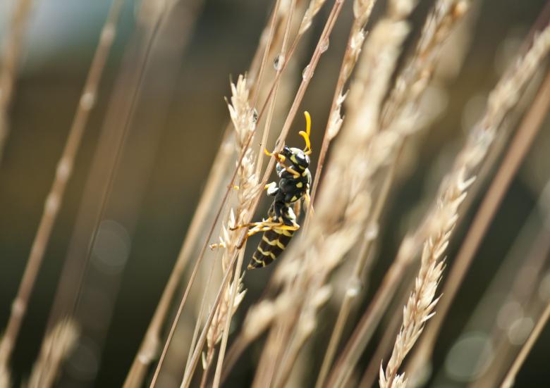 Free stock image of Wasp in the garden created by Mili Vigerova