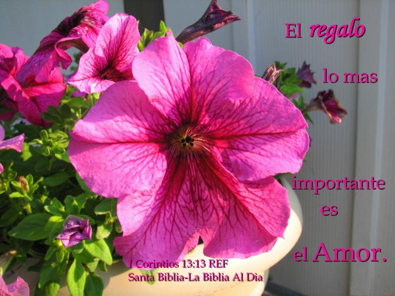 Free stock image of El Regalo Lo Mas Importante created by DFNatureAwed