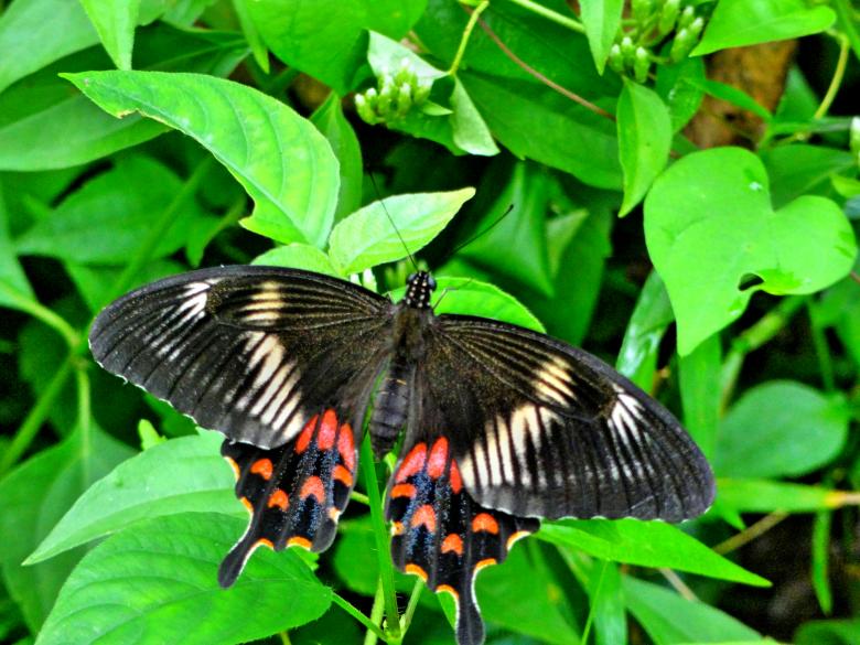 Free stock image of Big Butterfly created by Anuraj R V