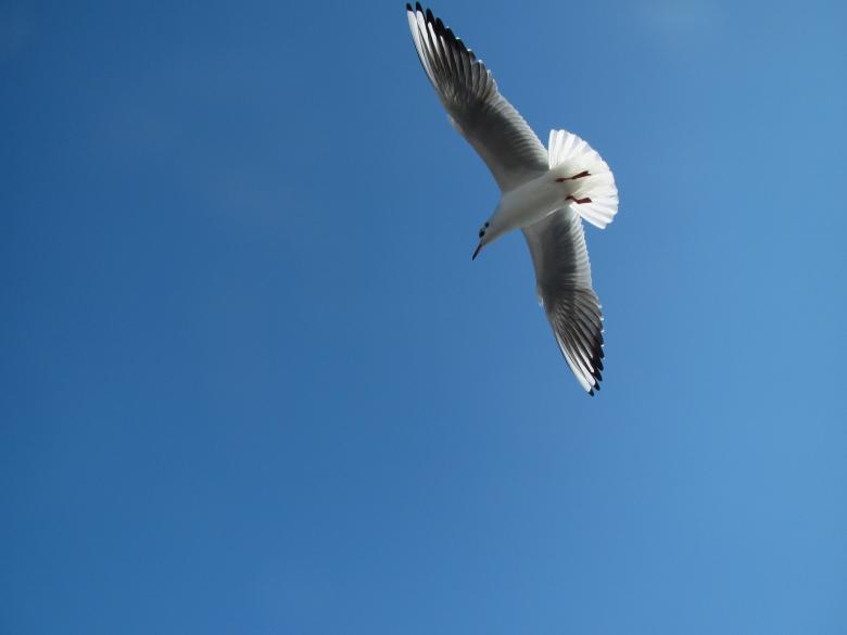 Free stock image of Flying seagull created by Boris Kyurkchiev